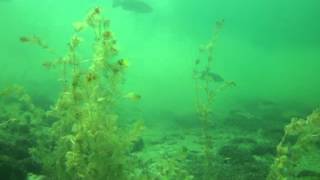 Underwater Cayuga Lake Trumansburg NY [upl. by Sundberg181]