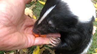 Top 5 Tips for Pet Skunk Owners [upl. by Greenlee]