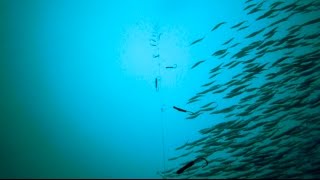 GoPro Underwater Mackerel Fishing [upl. by Laidlaw28]