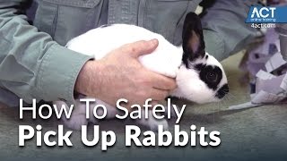 How to Pick Up Rabbits [upl. by Trent]