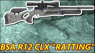 BSA R12 CLX  FARMYARD RATTING [upl. by Aitnic]