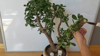 Large Jade plant Crazy Drastic pruning for better structure [upl. by Ardnosac]