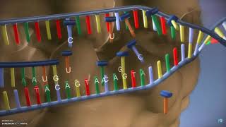 DNA translatie transcriptie en eiwitsynthese [upl. by Franny490]