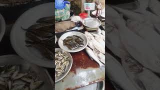 Why I’m Buying Freshwater Fish from the Village [upl. by Ahsyekat698]