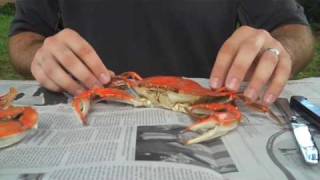 How To Properly Pick A Crab  Whats Up Annapolis Magazine [upl. by Fanchet]