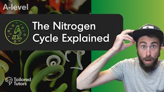 The Nitrogen Cycle Explained  A Level Biology Revision  AQA [upl. by Rab]