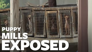 The cruel reality of puppy mills [upl. by Enelahs289]