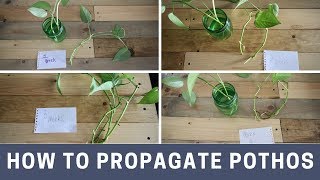 How to propagate pothos [upl. by Inkster]