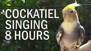 Pied Cockatiel Singing Sounds Tono Cockatiel Calls  Natural Song [upl. by Anon]