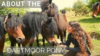 About the Endangered Dartmoor Pony [upl. by Delwin]