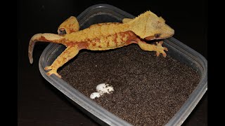 Crested Gecko Breeding How to collect and incubate eggs [upl. by Revolc766]