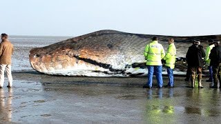 The BIGGEST SNAKE Ever  TITANOBOA [upl. by Eekram]