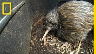 Bizarre Furry Kiwi Bird Gets a Closer Look  National Geographic [upl. by Kacie]