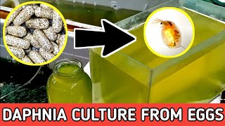 HOW TO HATCH DAPHNIA EGGS  HOW TO CULTURE DAPHNIA [upl. by Nakah]