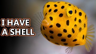 Cowfish facts also boxfish facts  Animal Fact Files [upl. by Clary]