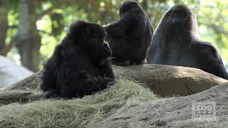 Western Lowland Gorilla Born at Zoo Atlanta [upl. by Radack782]