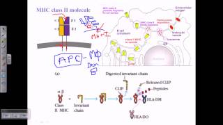 MHC class ii [upl. by Aziar]