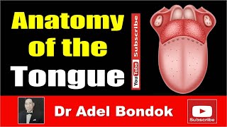 Anatomy of the Tongue Dr Adel Bondok [upl. by Hizar868]