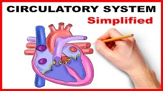 Circulatory System Physiology Heart Simplified [upl. by Corey]