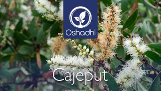 Cajeput Essential Oil Spiritual Benefits 💚🤍 [upl. by Acirehs14]