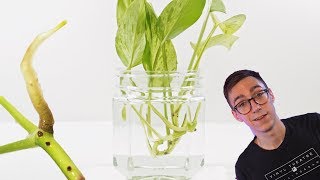 How To Propagate Pothos Cuttings  2 BEST Methods [upl. by Vernon]