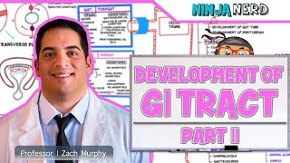 Gastrointestinal  Development amp Embryology of the GI Tract Part 2 [upl. by Halliday]