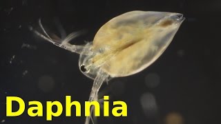 Daphnia [upl. by Tdnerb]