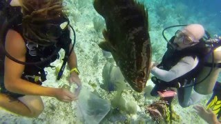 Grouper Eats Lionfish [upl. by Richlad]