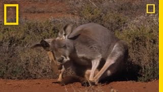 Kangaroo Birth  National Geographic [upl. by Morrill]