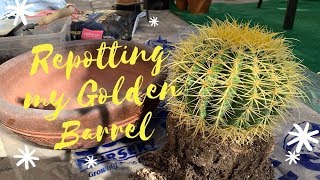 Let us Repot My Golden Barrel Cactus [upl. by Ness]