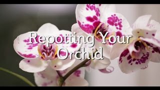 Repotting Your Orchid [upl. by Etterual788]