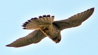 Kestrel Hovering and Hunting [upl. by Airla]