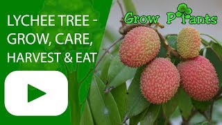 Lychee tree  grow care harvest amp eat a lot of fruits [upl. by Hare862]