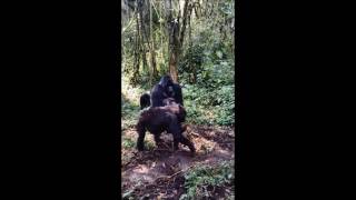 Mountain Gorillas Mating  Gorilla Encounters Africa [upl. by Asilanom]