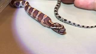 Feeding a baby corn snake [upl. by Behre]