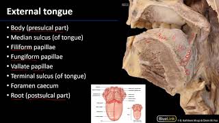 Oral Cavity  Tongue [upl. by Yanehc]