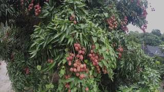 Cultivo de Litchi [upl. by Vachill]