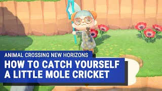 Animal Crossing New Horizons  How to Catch a Mole Cricket [upl. by Daeriam866]