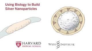 Using Biology to Build Silver Nanoparticles [upl. by Selokcin]