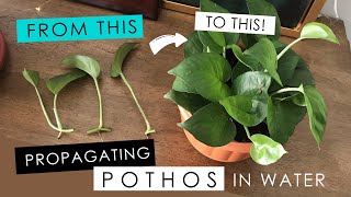 PROPAGATING A POTHOS IN WATER  detailed root growth amp progress [upl. by Kacy]