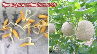 How to grow melon from seeds sprouting after 3 days [upl. by Ahsemik255]