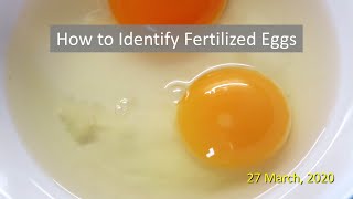 How to Identify Fertilized Eggs [upl. by Falkner]