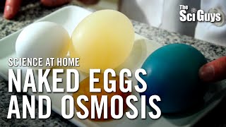 The Sci Guys Science at Home  SE1  EP14 The Naked Egg and Osmosis [upl. by Nikkie194]