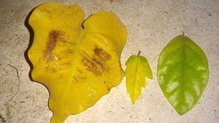 YELLOWING LEAVES 3 types REMEDIES and REASONS [upl. by Cyndy]