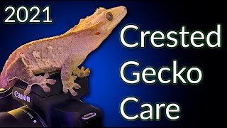 Crested Gecko Care Guide 2021  EVERYTHING You Need To Know [upl. by Sevy413]