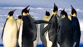 Emperor Penguins Fight Over Mate  BBC Earth [upl. by Eessac]