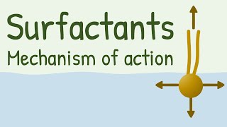 Surfactants Mechanism of Action [upl. by Laura]