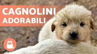 CAGNOLINI Adorabili e Divertenti 🐶 Video di Cuccioli Tenerissimi [upl. by Haikan]