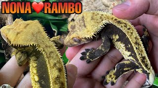 Nona Meets Rambo  2021 Crested Gecko Pairing [upl. by Goldshell25]