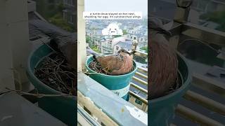 A woman supported a mother turtle dove in raising her chicks [upl. by Leirea687]